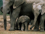 African Elephant (Loxodonta Africana) in Matriarchal Group  South Africa  Africa