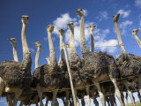Ostriches  Struthio Camelus  on Ostrich Farm  Western Cape  South Africa  Africa