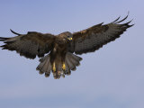 Buzzard (Buteo Buteo)  Flying  Captive  Cumbria  England  United Kingdom