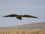 Buzzard (Buteo Buteo)  Flying Over Farmland  Captive  Cumbria  England  United Kingdom