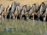 Blue Wildebeest (Connochaetes Taurinus) Drinking at Waterhole  Mkuze  South Africa  Africa
