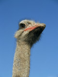 Ostrich (Struthio Camelus)  Captive in Ostrich Breeding Farm  Cumbria  England