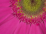 Gerbera  Shocking Pink  United Kingdom