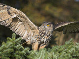 European Eagle Owl  Bubo Bubo  Female  Captive  World Owl Trust  Muncaster Castle  Cumbria