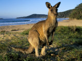 Eastern Grey Kangaroo on Beach  Murramarang National Park  New South Wales  Australia