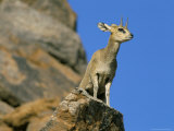 Klipspringer (Oreotragus Oreotragus)  Augrabies Falls  South Africa  Africa