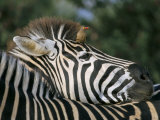 Redbilled Oxpecker on Burchell's Zebra  Kruger National Park  South Africa