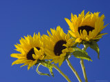 Three Sunflowers Blooms  Helianthus Annuus  United Kingdom