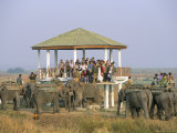 Tourists on Elephant Back Safari  Kaziranga National Park  Assam State  India