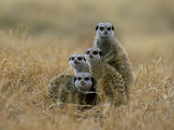 Meerkats (Suricates) (Suricata Suricatta)  Greater Addo National Park  South Africa  Africa