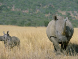 White Rhino (Ceratotherium Simum) Mother and Calf  Itala Game Reserve  South Africa  Africa