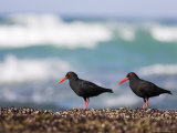African Black Oystercatchers  De Hoop Nature Reserve  Western Cape  South Africa