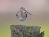 Snipe (Gallinago Gallinago)  Teesdale  County Durham  England  United Kingdom