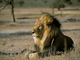 Lion (Panthera Leo)  Kalahari Gemsbok Park  South Africa  Africa