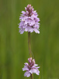 Heath Spotted Orchid (Dactylorhiza Maculata)  Grasspoint  Mull  Inner Hebrides  Scotland