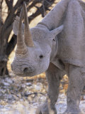 Black Rhinoceros (Diceros Bicornis)  Etosha  Namibia  Africa