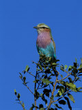 Lilac-Breasted Roller (Coracias Caudata)  Kruger National Park  South Africa  Africa