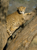 Cheetah (Acinonyx Jubatus) up a Tree in Captivity  Namibia  Africa