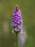 Common Spotted Orchid  Gait Barrows Nature Reserve  Arnside  Cumbria  England