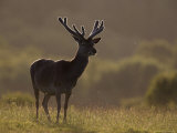 Red Deer (Cervus Elaphus)  Stag in Velvet  Grasspoint  Mull  Inner Hebrides  Scotland