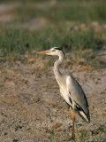 Grey Heron (Ardea Cinerea)  Etosha National Park  Namibia  Africa