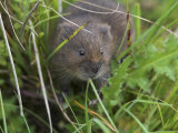 Water Vole (Arvicola Terrestris)  Alston Moor  Cumbria  England  United Kingdom