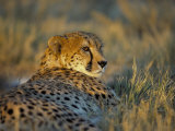 Captive Cheetah (Acinonyx Jubatus)  Namibia  Africa