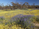 Carpet of Spring Flowers  Mullewa  Western Australia  Australia