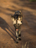 African Wild Dog  Lycaon Pictus  Venetia Limpopo Nature Reserve  South Africa  Africa