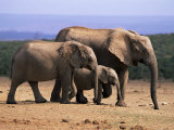 African Elephants (Loxodonta Africana)  Addo Elephant National Park  South Africa  Africa