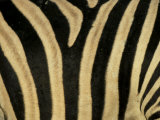 Close-Up of Zebra Skin  South Africa  Africa