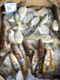 Fish Sold on the Harbour  Crete  Greek Islands  Greece