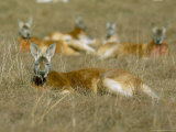 Mob of Red Kangaroo (Macropus Rufus)  Tidbinbilla Reserve  New South Wales  Australia