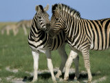 Burchell's (Plains) Zebra (Equus Burchelli)  Etosha National Park  Namibia  Africa