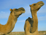 Arabian Camels (Camelus Dromedarius)  Feral in Outback  New South Wales  Australia