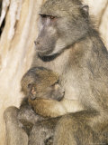 Chacma Baboon (Papio Cynocephalus) with Young  Kruger National Park  South Africa  Africa