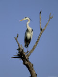 Grey Heron (Ardea Cinerea)  Kruger National Park  South Africa  Africa
