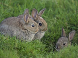 Young Rabbits (Oryctolagus Cuniculas)  Outside Burrow  Teesdale  County Durham  England