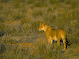 Lioness (Panthera Leo)  Kgalagadi Transfrontier Park  South Africa  Africa