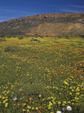 Annual Spring Wildlflower Carpets  Biedouw Valley  Western Cape  South Africa  Africa