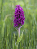 Northern Marsh Orchid (Dactylorhiza Purpurella)  Craignure  Mull  Inner Hebrides  Scotland
