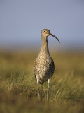 Curlew (Numenius Arquata)  Upper Teesdale  England  United Kingdom