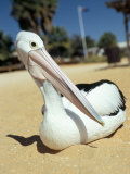 Australian Pelican (Pelecanus Conspicillatus)  Shark Bay  Western Australia  Australia