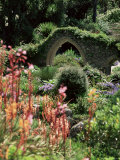 Abbey Gardens  Tresco  Isles of Scilly  United Kingdom