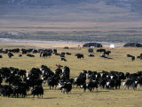 Yaks on Tibetan Pastures at 4000M  Sichuan Province  China