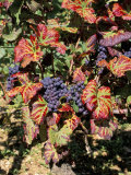 Vineyards Near Nuits St Georges  Burgundy  France