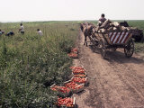 Harvesting Tomatoes  Cetate  Romania