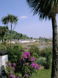 Palm Trees  Plockton at the Mouth of Loch Carron  Highlands  Scotland  United Kingdom