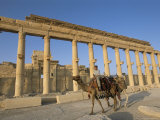 Boy on Camel in Front of the Great Colonnade  Palmyra  Unesco World Heritage Site  Syria