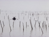 Oyster Beds  Arcachon  Gironde  Aquitaine  France